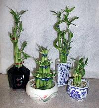 Dracaena Sanderiana (Lucky Bamboo) in Chinese Pots