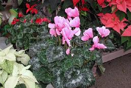 Blooming Plants, Cyclamen and Poinsettias
