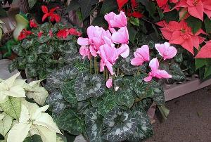 Flowering Plants, Cyclamen and Poinsettias